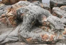 Fenomena Malin Kundang Kontemporer
