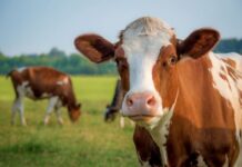 Qurban adalah Syiar Agama Islam