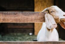 FADHILAH IBADAH QURBAN