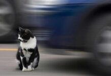 TABRAK KUCING