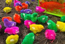 Ikan Hias dan Ayam Kecil Warna-warni Sebagai Objek Permainan Anak-anak jual ikan hias dan ayam warna warni